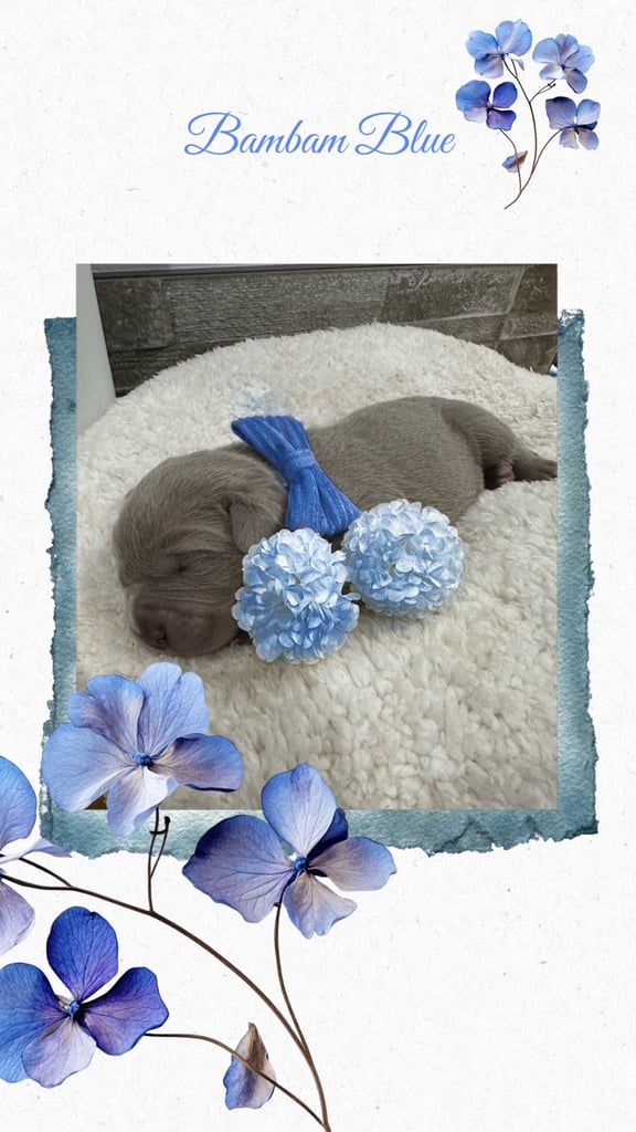 Neapolitan Mastiff X Cane Corso