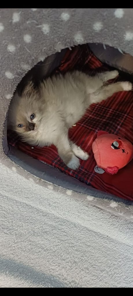 Ragdoll kittens 