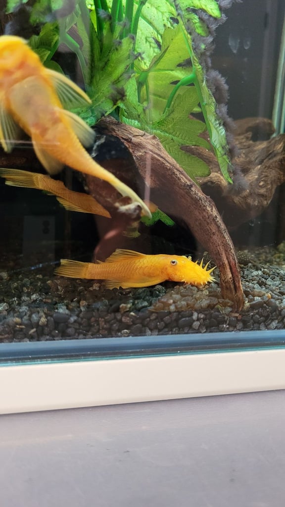 Plecos for sale