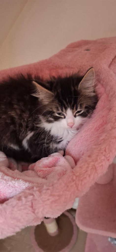9 week old kitten needs a loving home