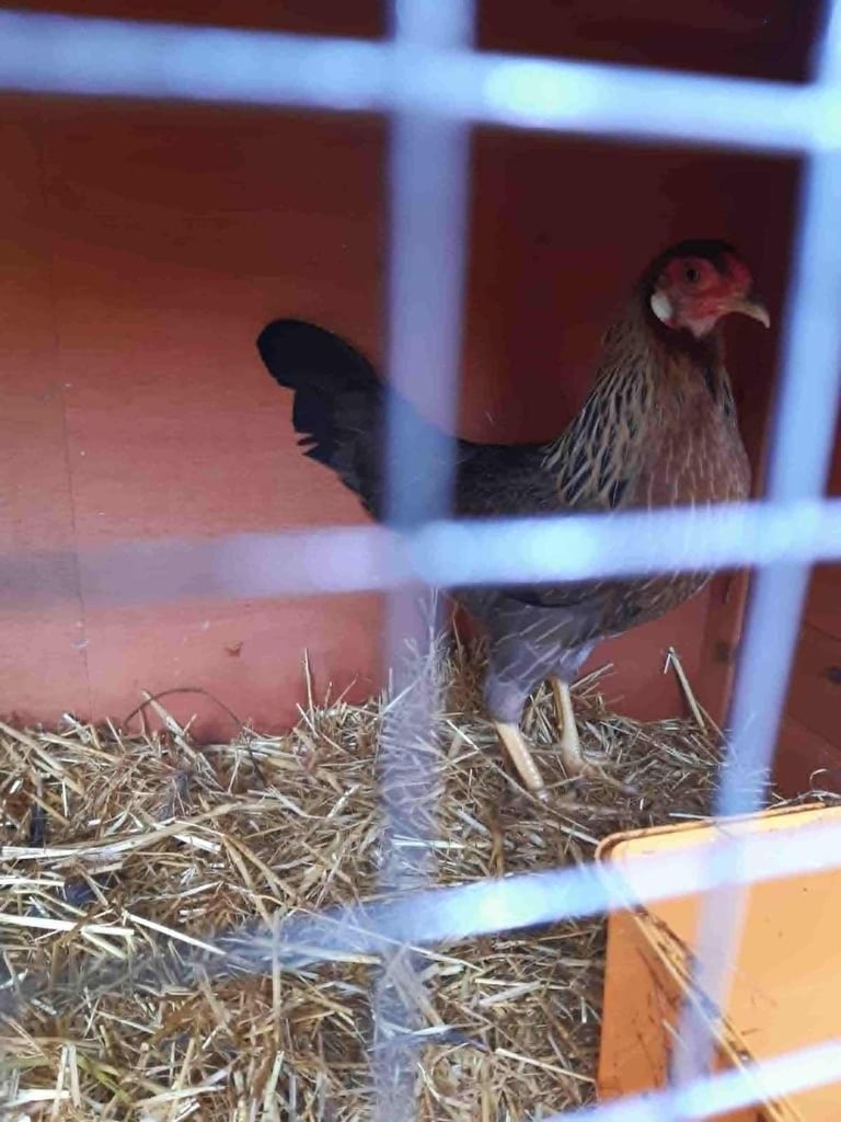 2 beautiful rare breed kraienkoppe pullets
