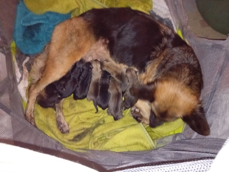 German Shepherd puppies 