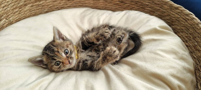 Adorable Kittens - domestic shorthair