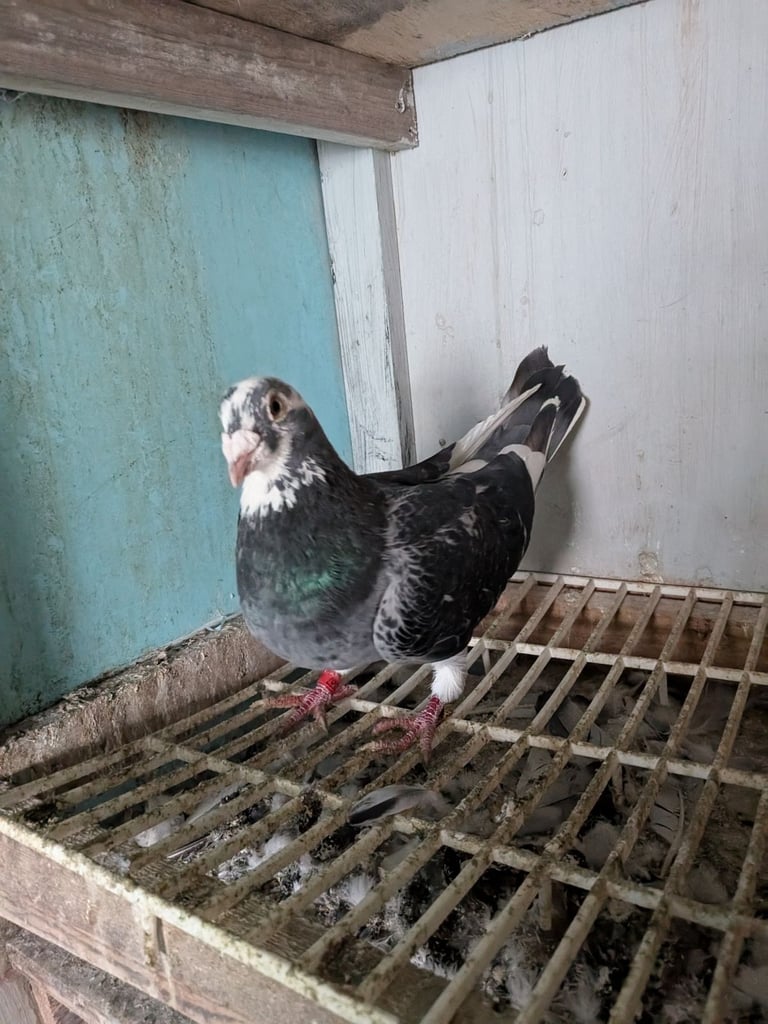 Pigeons for sale