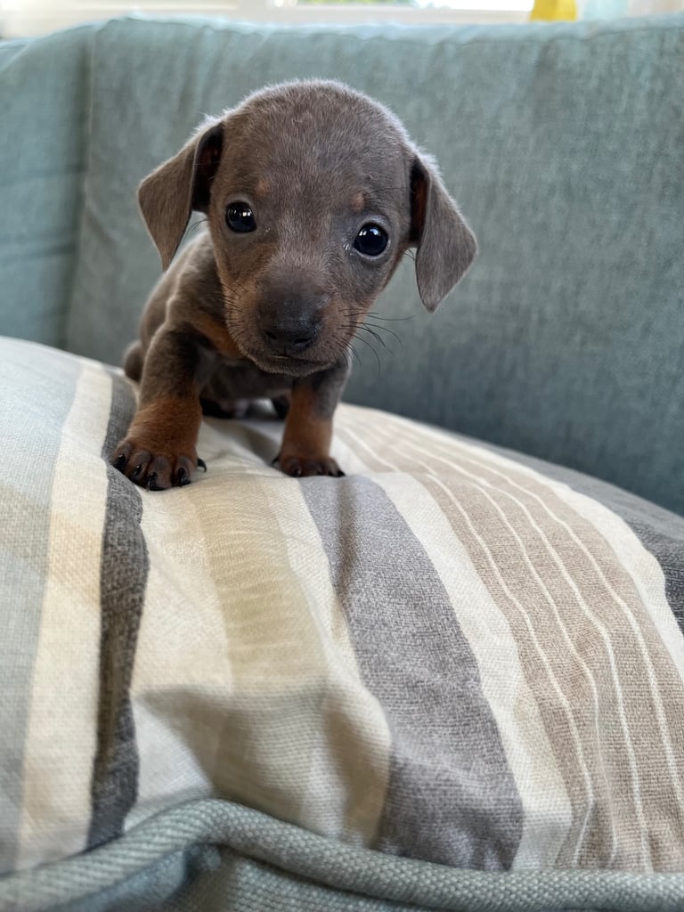 Miniature dachshund ONLY 3 left 