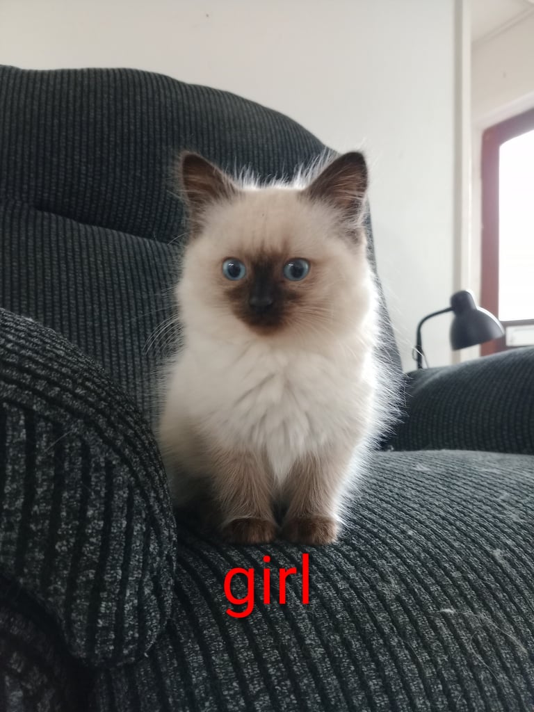 Siamese Cats Kittens for Sale Gumtree