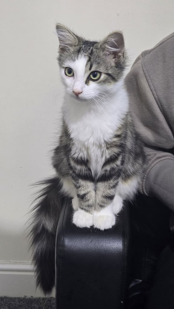 Kitten 