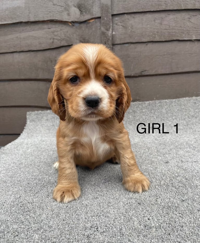 🐾 Gorgeous Cocker Spaniel Puppies  🐾