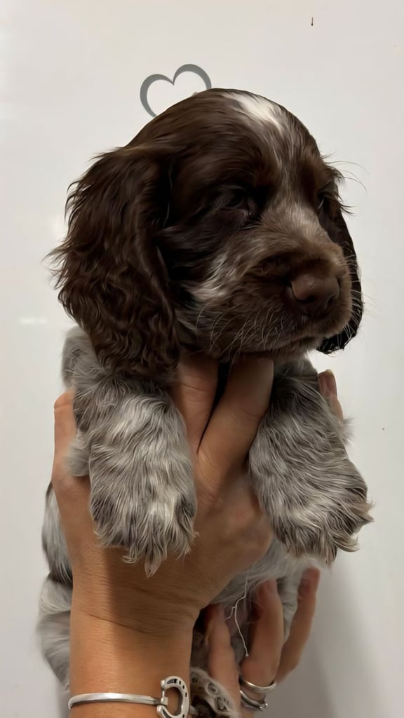 Show type cocker spaniel puppies 