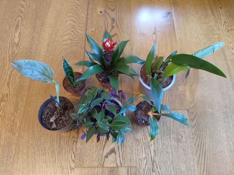 Job lot Houseplants Bromeliad Tradescantia Orchid Philodendron Easy Care Indoor Plants Potted