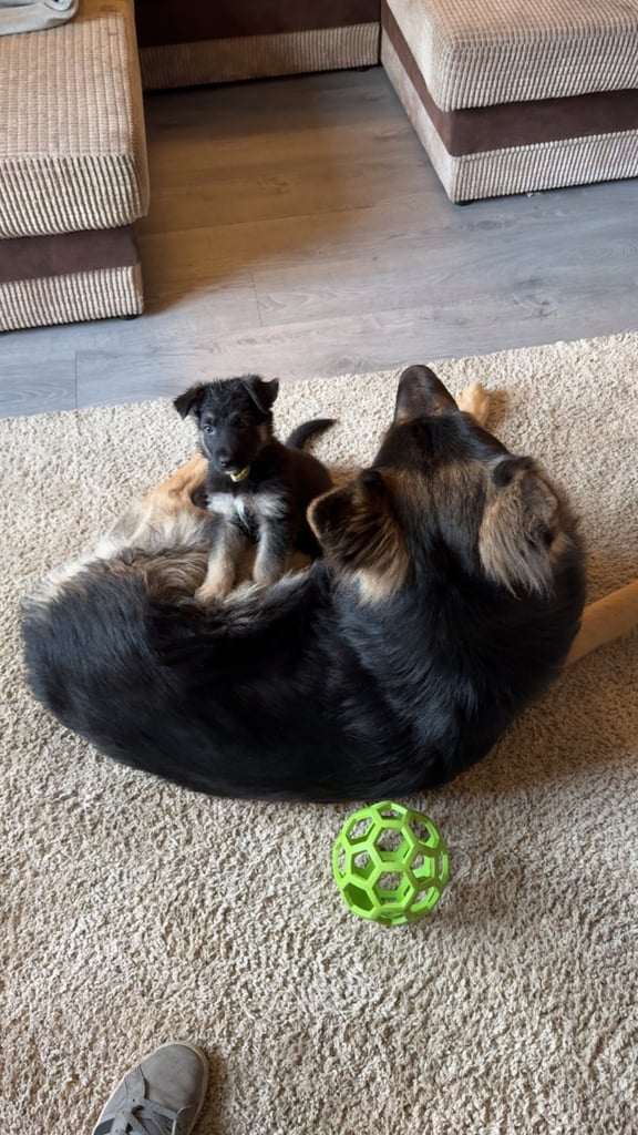 German shepherd puppies 