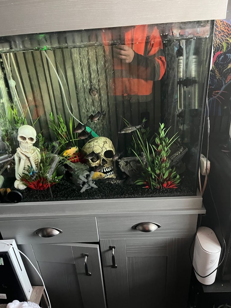 image for Full tank set up ono