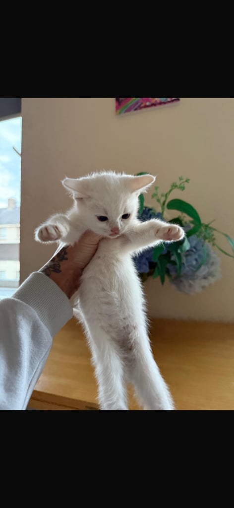 Kitten for sale