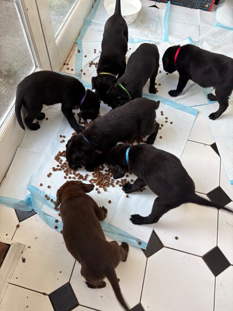 Black Labrador puppies - only 3 left