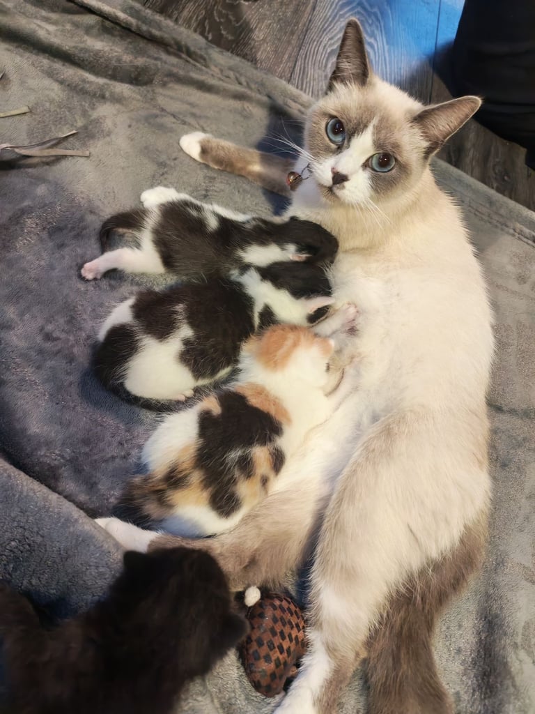 Kittens 