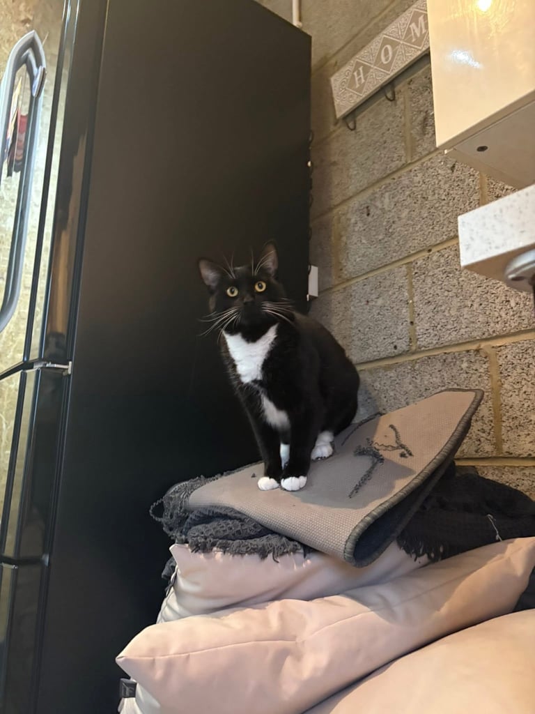 Missing Cat Ashington