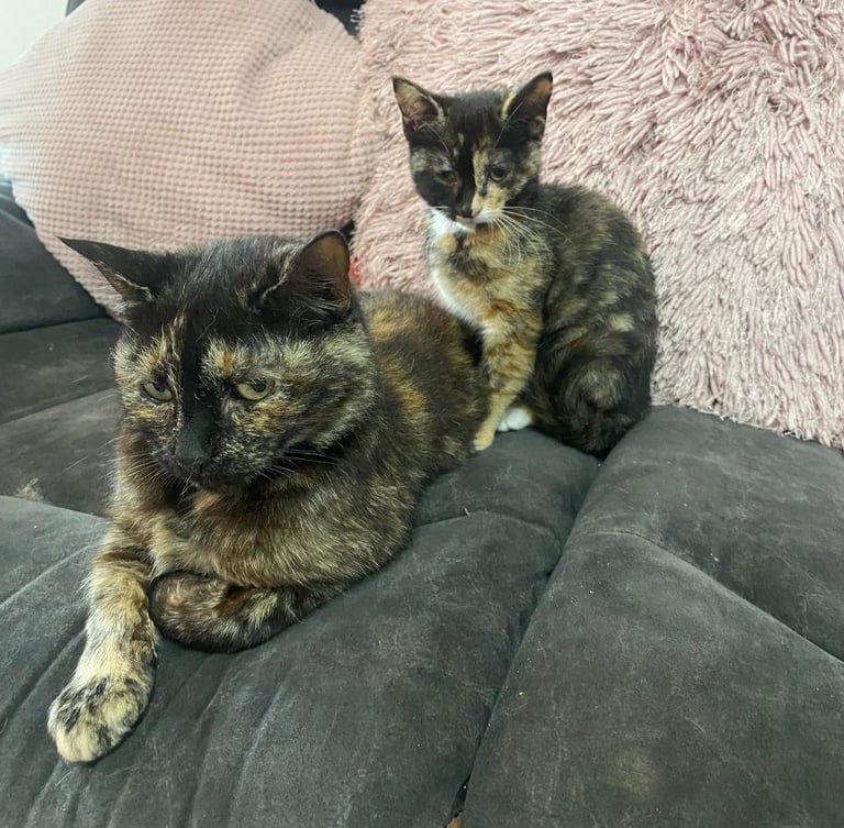 Tortoiseshell female kitten 16 weeks