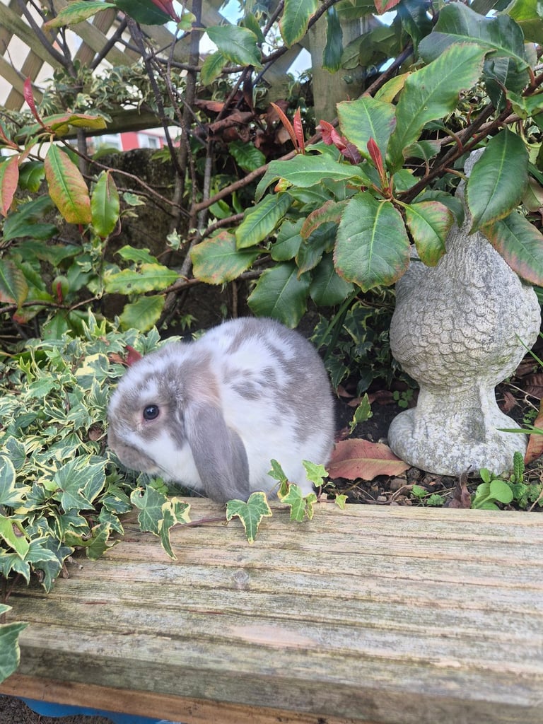 image for Baby rabbits 