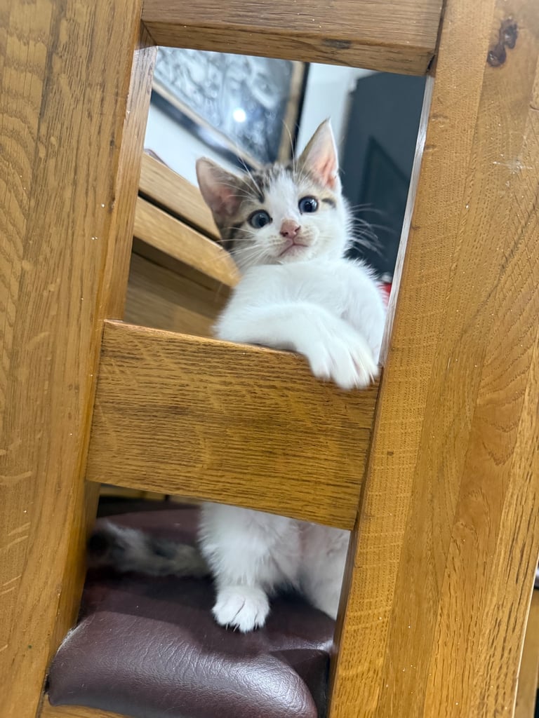 White tabby kitten girl
