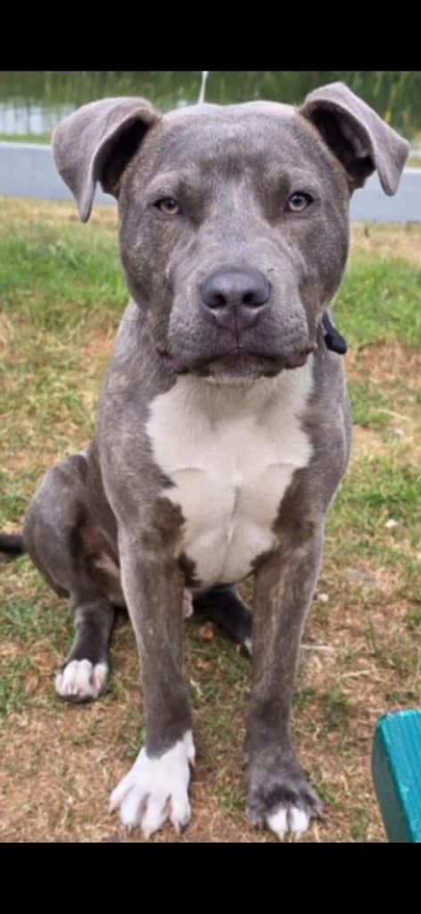 Male Staffie