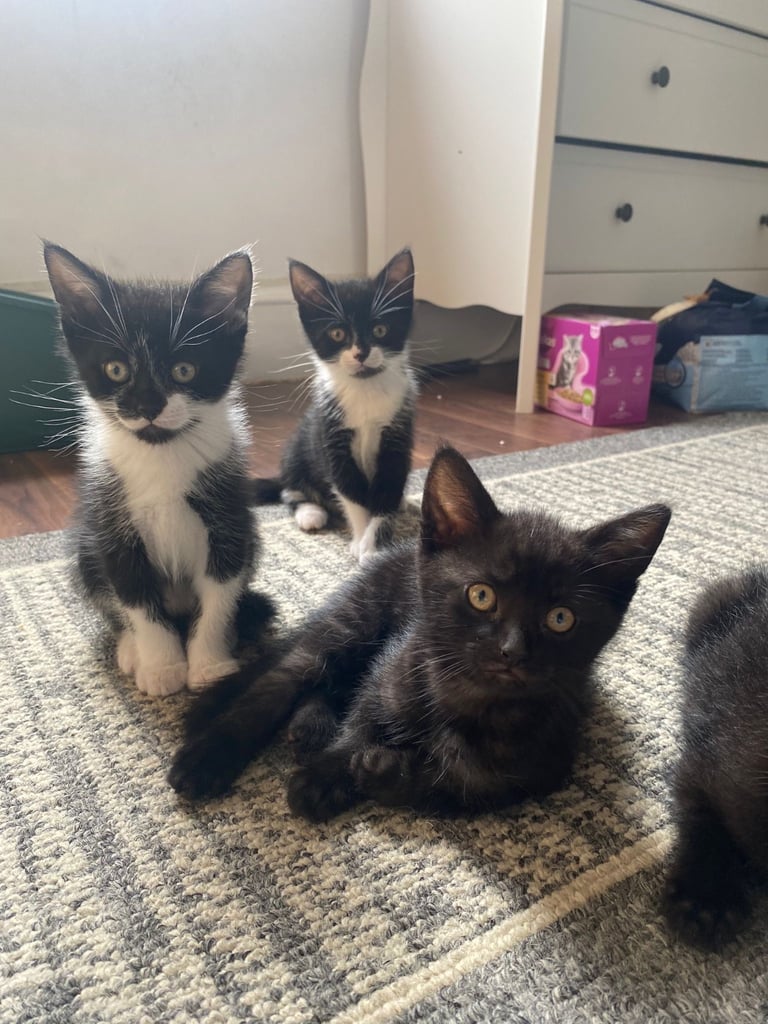image for BEAUTIFUL KITTENS 