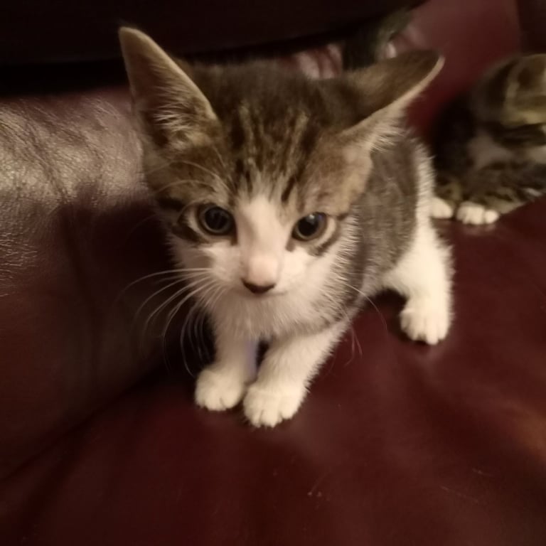 4 lovely kittens for sale 