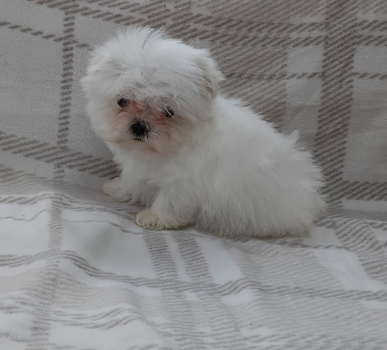 Miniature maltese terrier puppies 