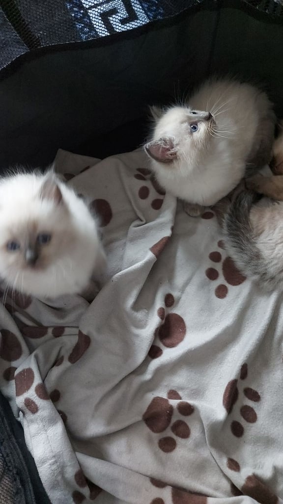 Ragdoll kittens 9 weeks