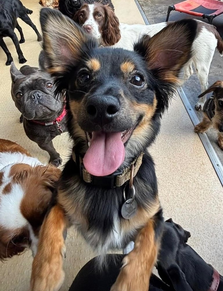 Miniature pinscher male