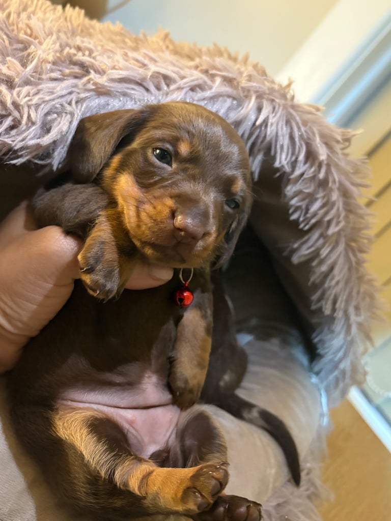 Miniature Dachshund Puppies 