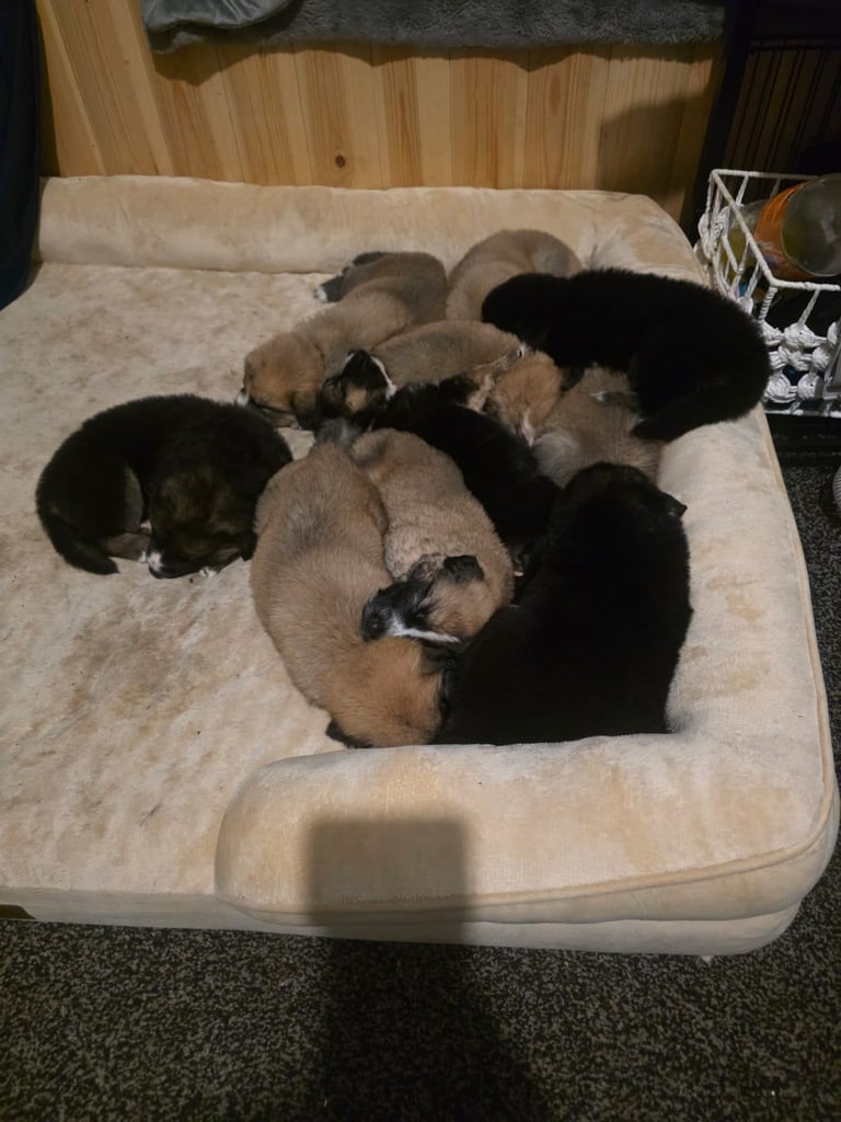 St Bernese mountain dog  X puppies