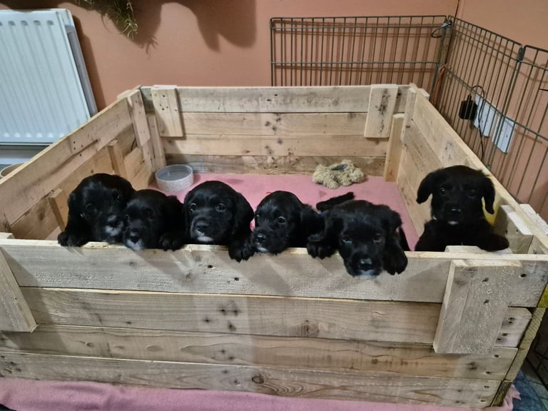 Poodle cross puppies for sale
