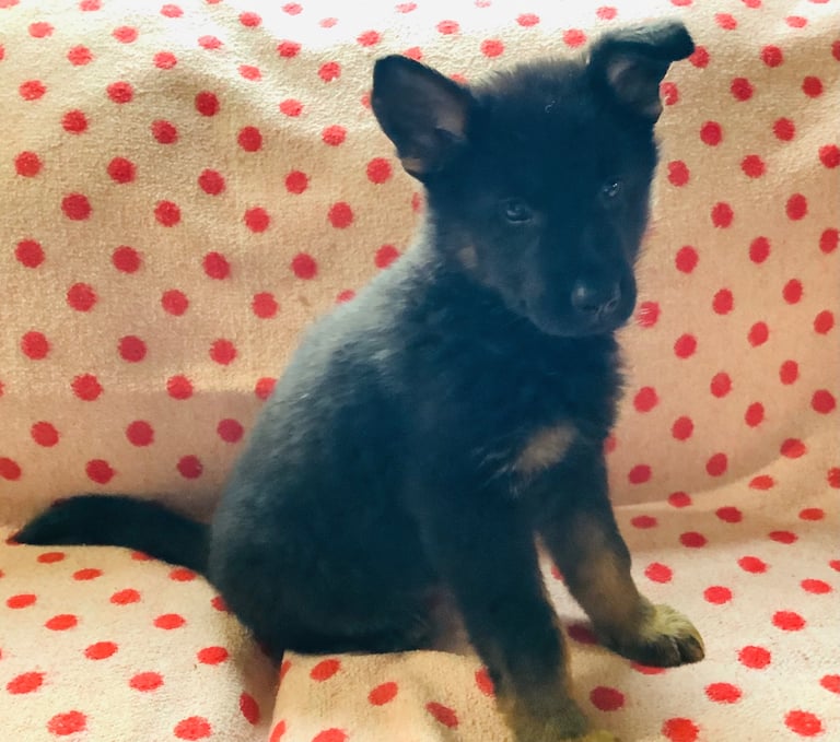 Stunning german Shepard puppies . Ready to leave now. 