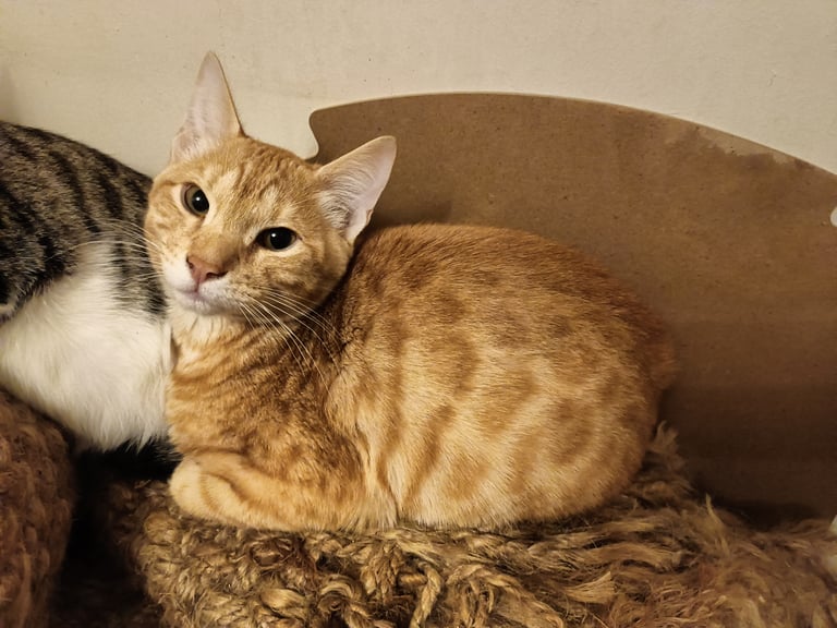 Totally Exclusive Red Torbie Bengal markings EG Asian Leopard kittens other colours too 