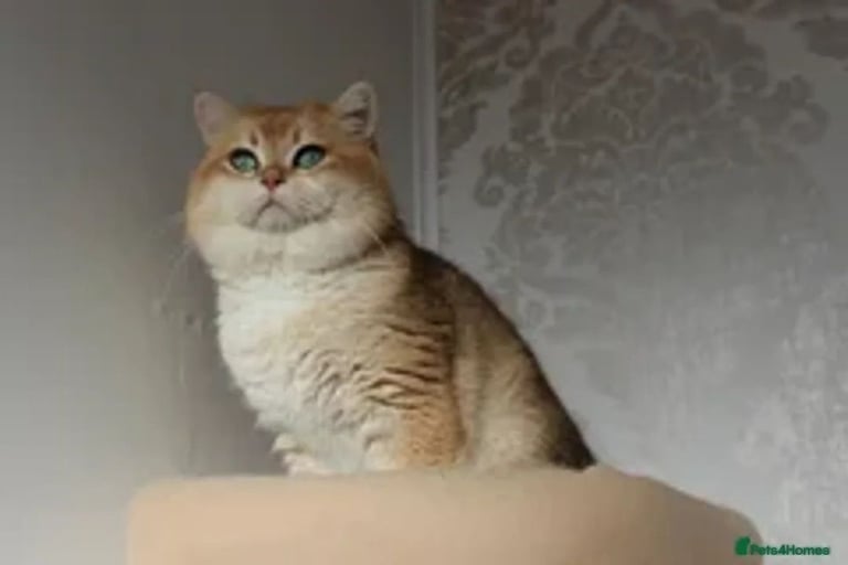 TICA RARE British Shorthair Kittens Champion bloodline