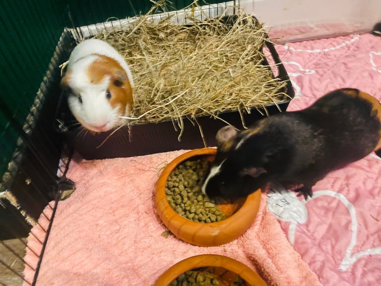 2 x bonded male guinea pigs