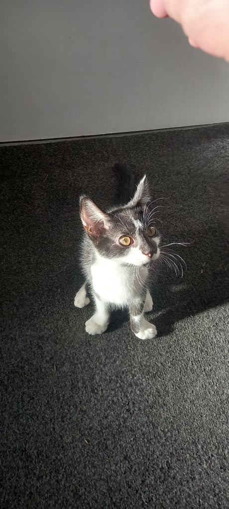 2 Black and white kittens 