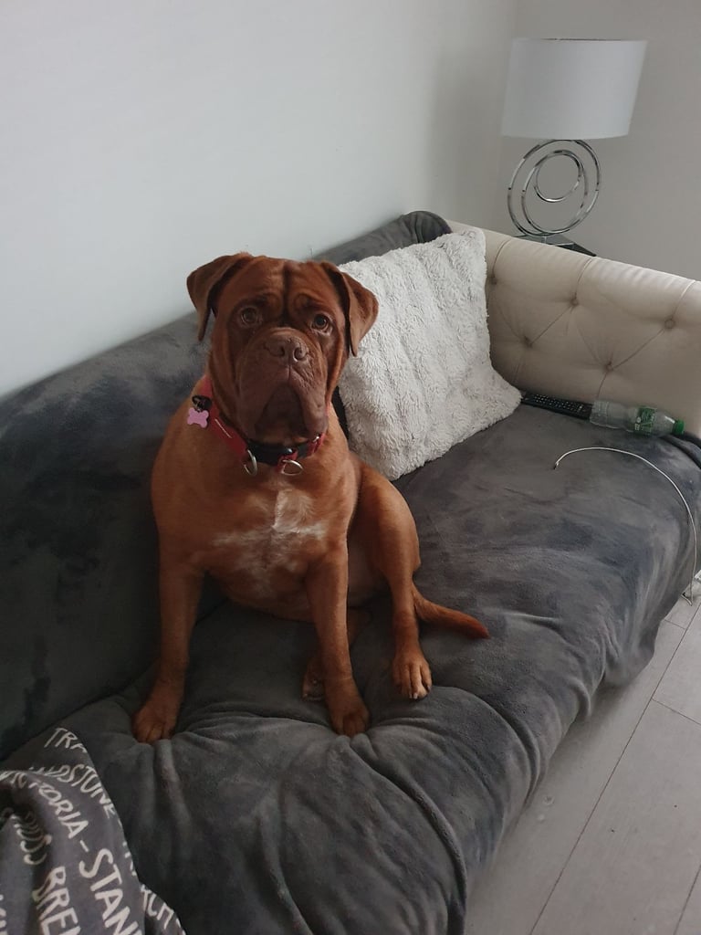 Dogue de Bordeaux