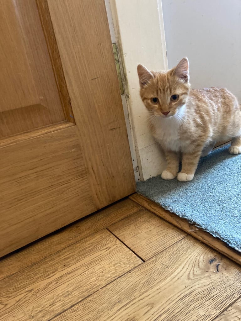 Kittens for Sale