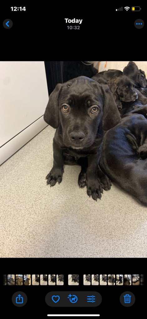 Beautiful 12-Week-Old Cane Corso Puppies Ready for Their New Homes