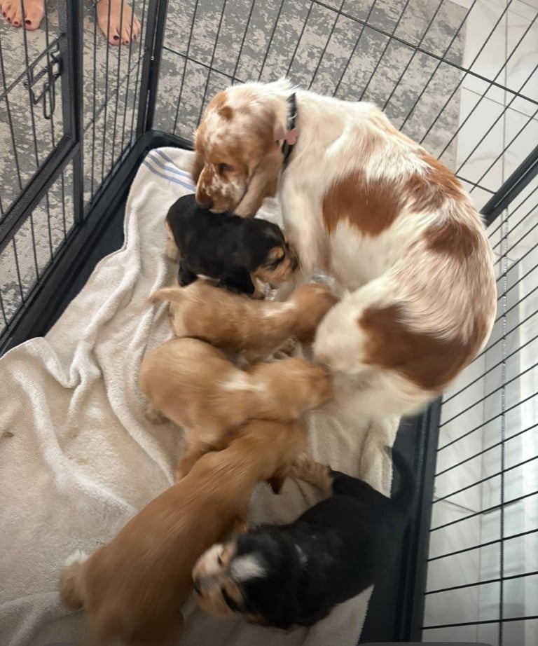 Kc show cocker spaniel puppy’s 