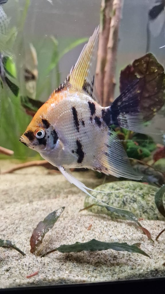Koi Angelfish