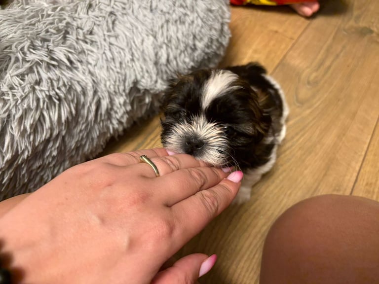 Beautiful puppy for sale
