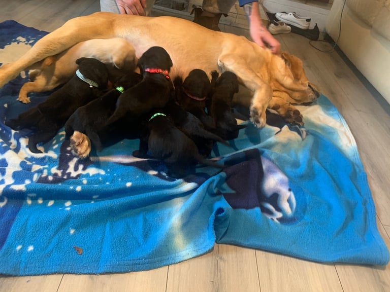 Labrador puppies 