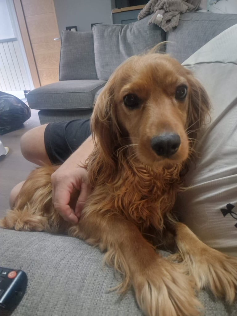 Ready to go! 1 beautiful show cocker spaniel for sale