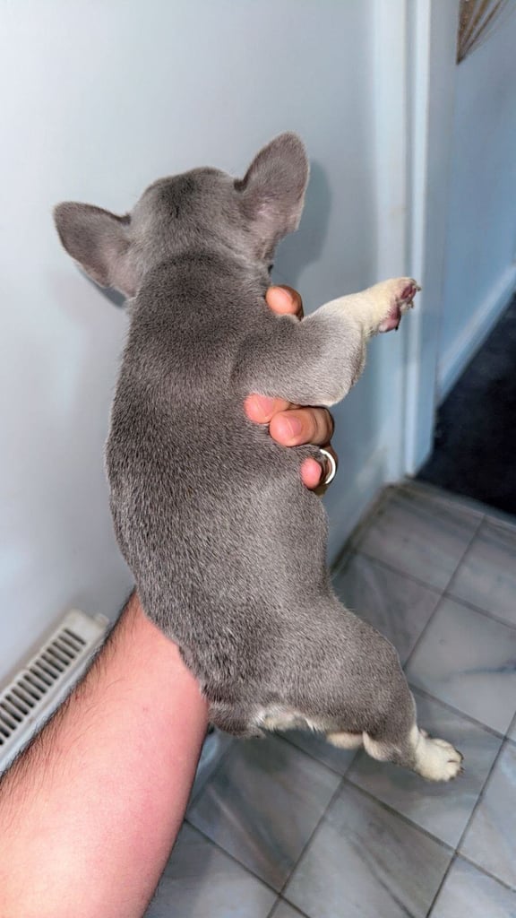 Beautiful French Bulldog Puppies