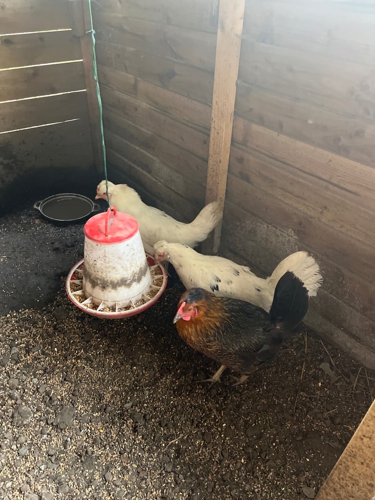 3 Ducks and 5  chickens 