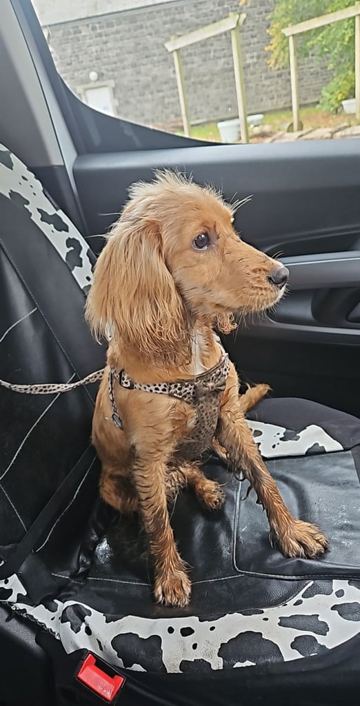 F2 Cockapoo 6 months old