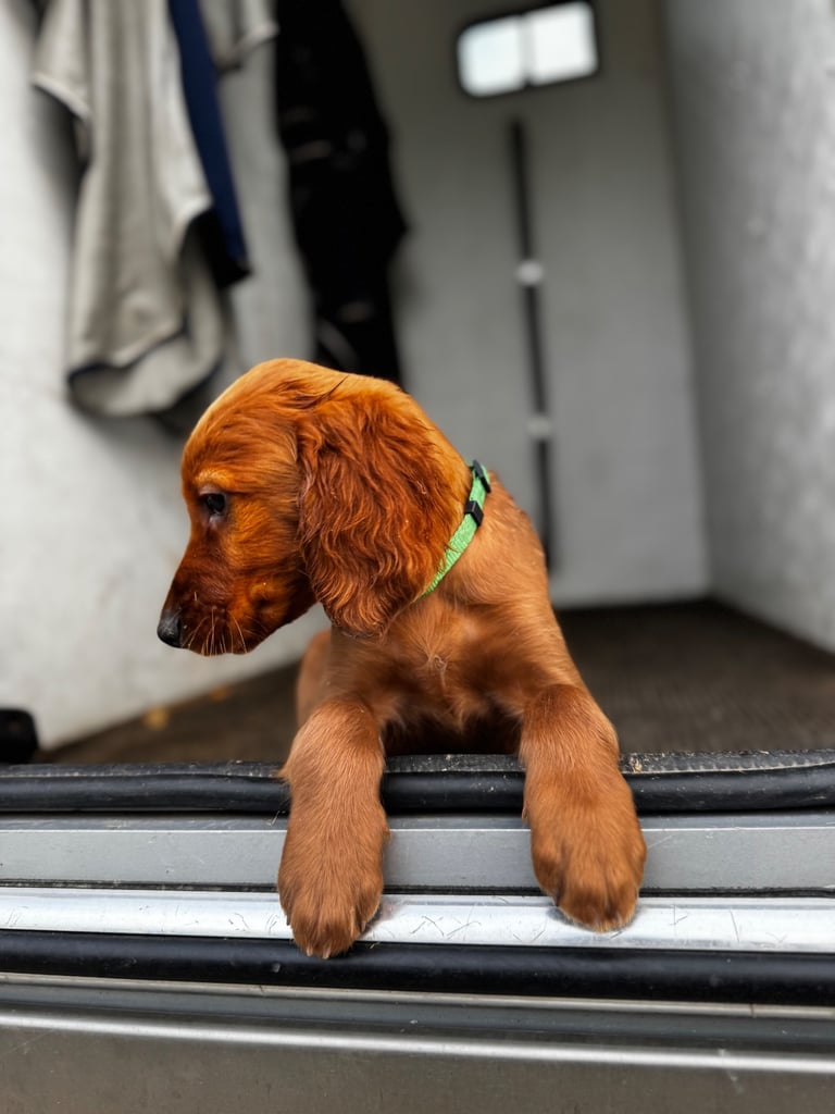 IKC Irish Red Setter puppies 