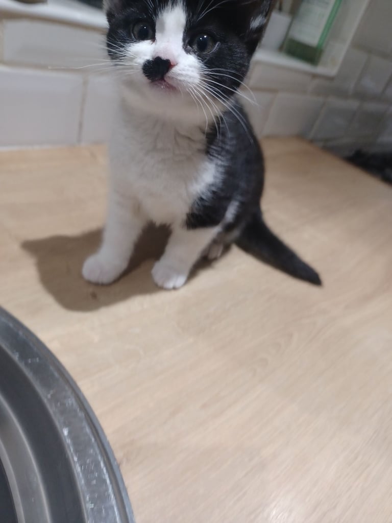 Kittens Available 4 siblings